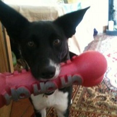 Profile Picture of Dr Linzy Outtrim (@mirttoul) on Twitter