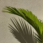 Profile Picture of John Rex Cueto (@johnrexcueto) on Instagram