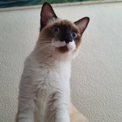 Profile Picture of MOISES ROSAS M. (@RosasMoises) on Twitter