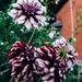 Profile Picture of Adame Alexus (@adamealexus) on Pinterest