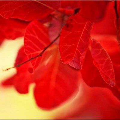 Profile Picture of Janet Perales (@SagaJanet) on Twitter