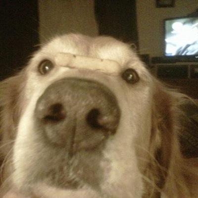 Profile Picture of Mark Mckinzie (@sharkymck) on Twitter