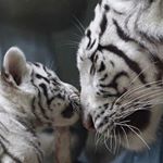Profile Picture of Michael Molchanov (@michael.molchanov) on Instagram