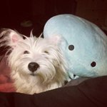 Profile Picture of Peter Ammerman (@ripbreezesly) on Instagram