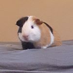 Profile Picture of Barry + Benson (@barry.the.great) on Instagram