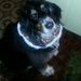 Profile Picture of Joyce Bower (@calliecat50) on Pinterest