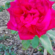 Colette Davis - Youtube Profile Picture of Colette Davis (@colettedavis2492) on Youtube