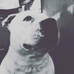 Profile Picture of Byron McDonald (@huey.the.staffy) on Instagram