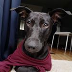 Profile Picture of Sir Leonard Francis (@sirleonardfrancis) on Instagram