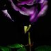 Profile Picture of Rosalind Griffin (@MothersFinest1) on Pinterest