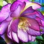 Profile Picture of Debra Calhoun (@calhoun.debra) on Instagram