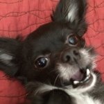 Profile Picture of Danielle Archambault-Nowak (@bostondee1) on Instagram