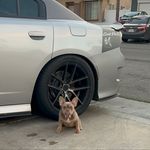 Profile Picture of Dog Breeder (@brindle.frenchies2) on Instagram