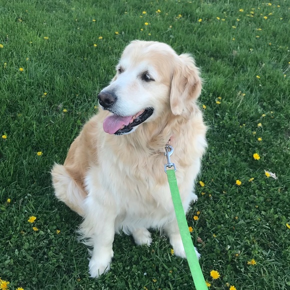 Profile Picture of Lauren Flegel (@laurenflegel) on Poshmark