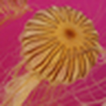 Profile Picture of Lschwing (@lschwing) on Flickr