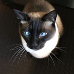 Profile Picture of Lorrie Miner (@lorrieminer) on Instagram