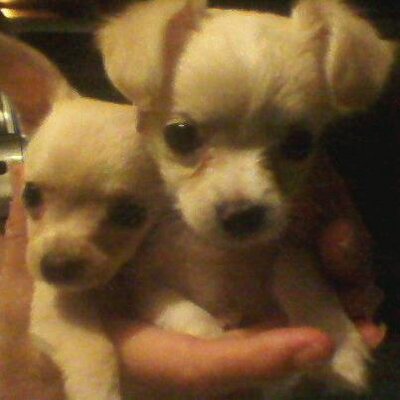 Profile Picture of Sherry Solomon-Sauer (@sherrysauer) on Twitter