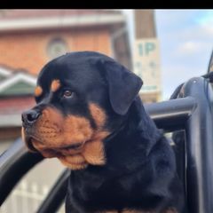 Profile Picture of petercenere (@petercenere) on Tiktok