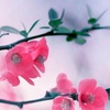 Profile Picture of Lara Fraser (@@larafraser4) on Tiktok