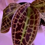 Profile Picture of Todd Mengel (@kcplantguy) on Instagram