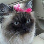 Profile Picture of Janet Trammell (@ginger32742) on Instagram