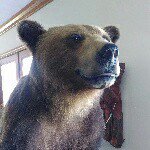 Profile Picture of Barry Elkins (@bigbear_47) on Instagram