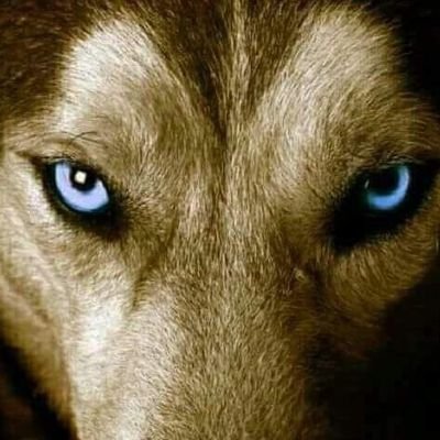 Profile Picture of Gustavo Adolfo Rico Camargo (@Gustavo65066524) on Twitter