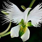 Profile Picture of Scottie Carpenter (@scottiecarpenter25) on Instagram