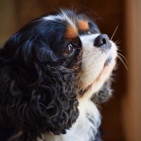 Profile Picture of Brian Vicknair (@BrianVicknair) on Twitter