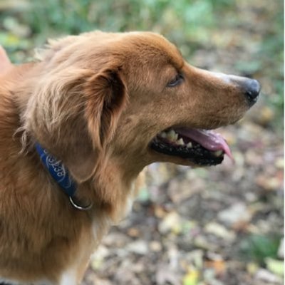 Profile Picture of Bob Nesmith (@BobNesmith) on Twitter