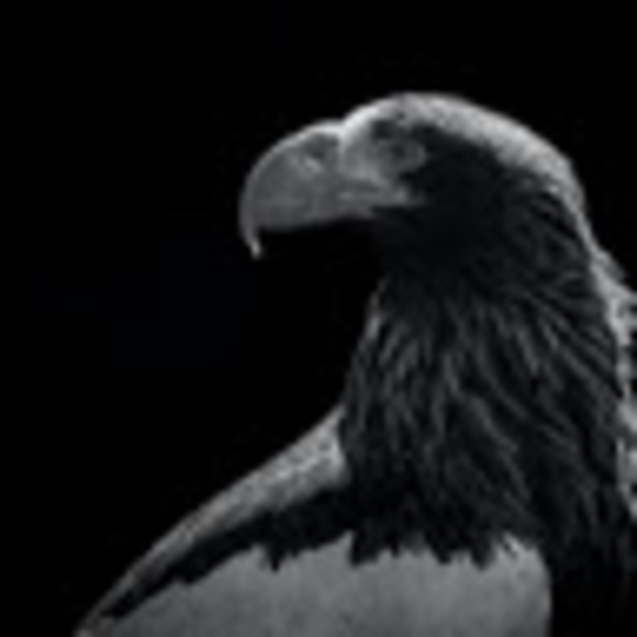 Profile Picture of Thomas Shevlin (@thomasshevlin) on Poshmark