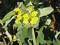Profile Picture of Phlomis - Wikipediaon Wikipedia