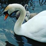 Profile Picture of holly.pointer (@holly_boo.boo) on Instagram