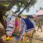 Profile Picture of Babu Sapera (@Babu-Sapera) on Facebook