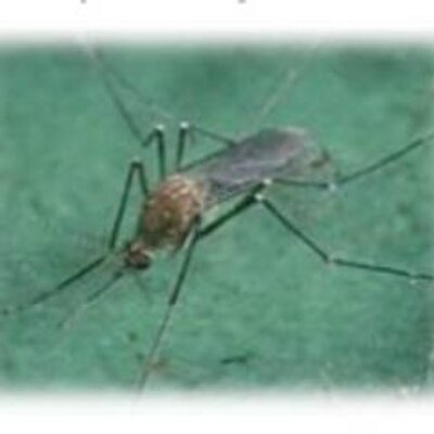 Profile Picture of Robert Weinschenk (@KnockoutMosquit) on Twitter