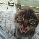 Profile Picture of James Earl Jones the Cat (@james_earl_jones_the_cat) on Instagram