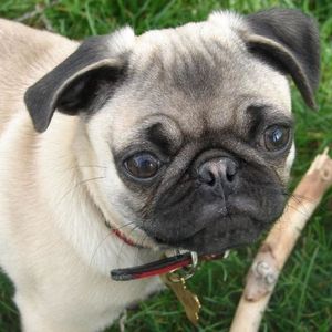 Profile Picture of Sarah Dimon (@dimonrose) on Myspace