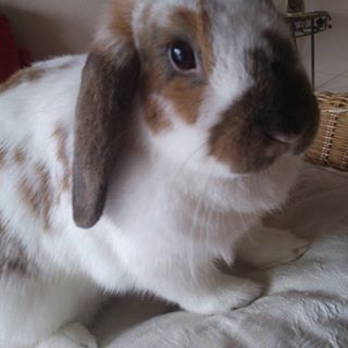 Louise Lapin - Facebook Profile Picture of Louise Lapin (@Louise-Lapin) on Facebook