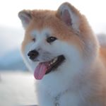 Profile Picture of Tung Tung🐶瞳瞳 (@tungtung_akita) on Instagram