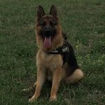 Profile Picture of aron_e_akira_pastori_tedeschi_ (@aron_e_akira_pastori_tedeschi_) on Instagram