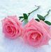 Profile Picture of Shamsi Ashraf (@shamsi.ashraf) on Facebook