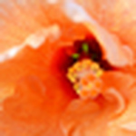 Profile Picture of Lisa Byrd (@lisa byrd photography) on Flickr