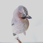 Profile Picture of Adrian Johnstone (@adrian.johnstone.taxidermy) on Instagram