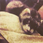 Profile Picture of Albert Monroe Lopez✌️ (@albert_thefab_ferret) on Instagram