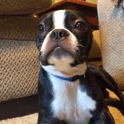 Profile Picture of Gavin Chaffin (@SavageGuy49) on Twitter