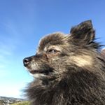 Profile Picture of Janet Wang (@j.t.hsieh) on Instagram