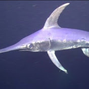 Profile Picture of Frank Lazarus (@FrankLazarus) on Youtube