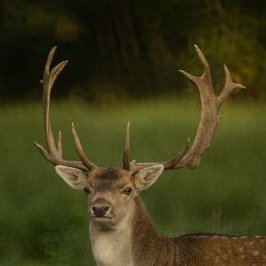 Profile Picture of Henry Simons (@HenrySimons4) on Twitter