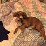 Profile Picture of Cory Hayden (@abelgrams_abelthedog) on Instagram