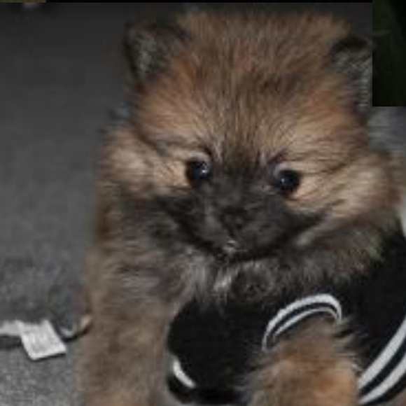 Profile Picture of Carly Neilson (@cmn2j) on Poshmark